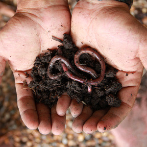 Fertilize / feed the soil