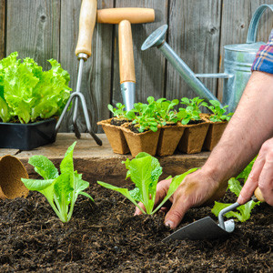 Plant/ Repot / Seedlings