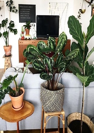 Les plantes d'intérieur, un véritable accessoire de décoration - AGRIVER -  Tonusol
